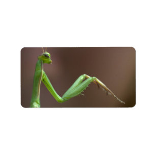 Mantis religosa etiket