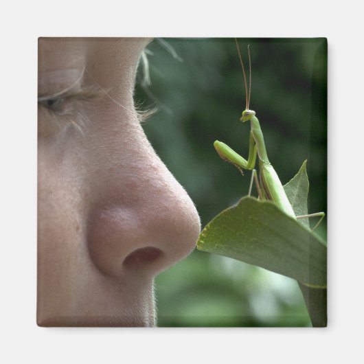 Mantis religosa magneet (Voorkant)