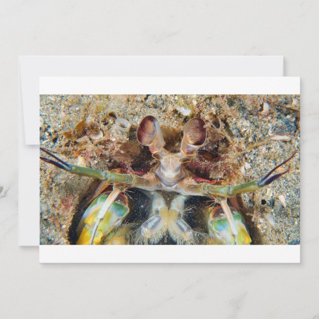 Mantis Shrimp (Voorkant)