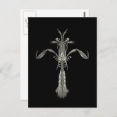 Mantis Shrimp Briefkaart (Voorkant / Achterkant)