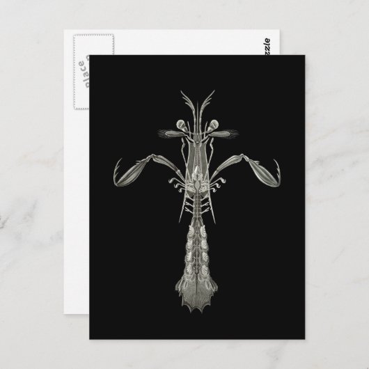 Mantis Shrimp Briefkaart (Voorkant / Achterkant)