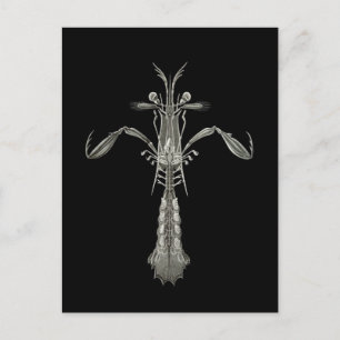 Mantis Shrimp Briefkaart