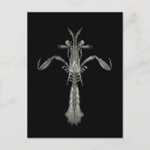 Mantis Shrimp Briefkaart (Voorkant)