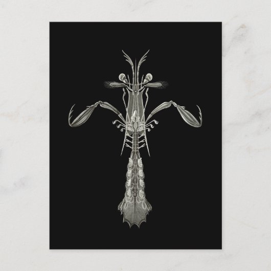 Mantis Shrimp Briefkaart (Voorkant)