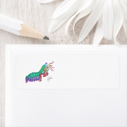 MANTIS SHRIMP ETIKET (Insitu)