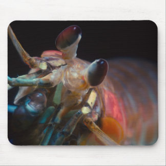Mantis Shrimp Muismat