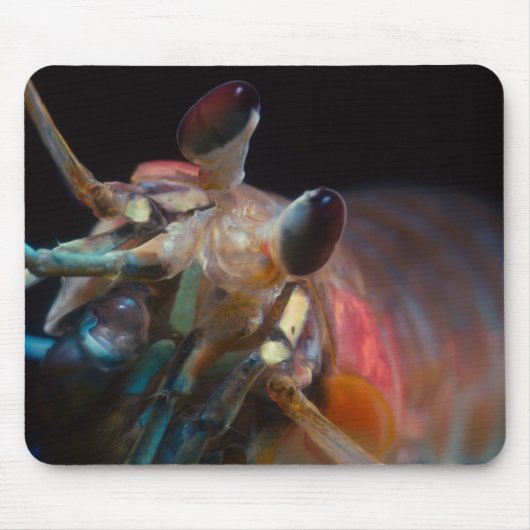 Mantis Shrimp Muismat (Voorkant)