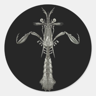 Mantis Shrimp Ronde Sticker