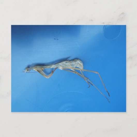 Mantis Skin ~ briefkaart (Voorkant)