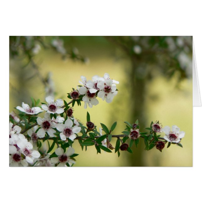 Manuka in bloom (Voorkant Horizontaal)