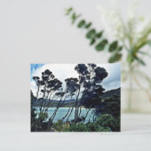 Manuka Shrubs and Beach, Stewart Island Briefkaart (Staand voorkant)