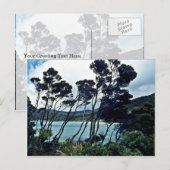 Manuka Shrubs and Beach, Stewart Island Briefkaart (Voorkant / Achterkant)