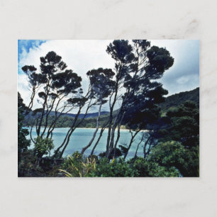 Manuka Shrubs and Beach, Stewart Island Briefkaart