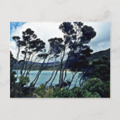 Manuka Shrubs and Beach, Stewart Island Briefkaart (Voorkant)