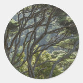 Manuka Tree Forest New Zealand Ronde Sticker (Voorkant)
