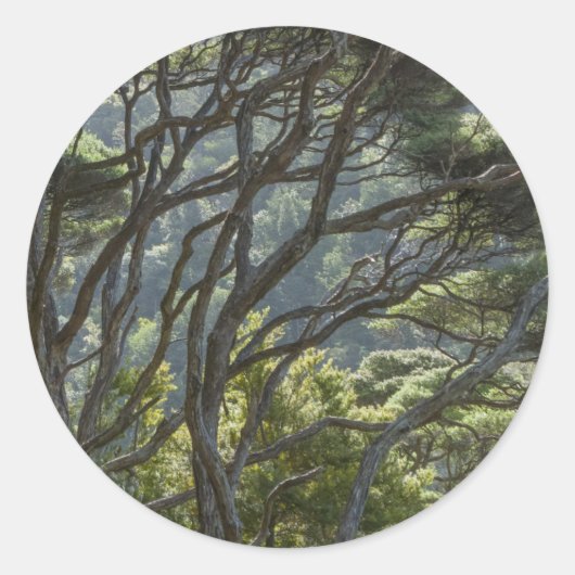 Manuka Tree Forest New Zealand Ronde Sticker (Voorkant)