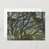 Manuka Tree Forest Nieuw-Zeeland Briefkaart (Voorkant / Achterkant)