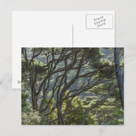 Manuka Tree Forest Nieuw-Zeeland Briefkaart (Voorkant / Achterkant)