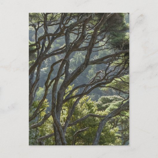 Manuka Tree Forest Nieuw-Zeeland Briefkaart (Voorkant)