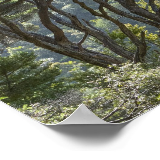 Manuka Tree Forest Nieuw-Zeeland Poster (Hoek)