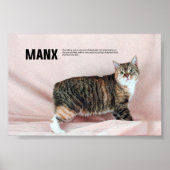 Manx Cat Breed Poster (Voorkant)