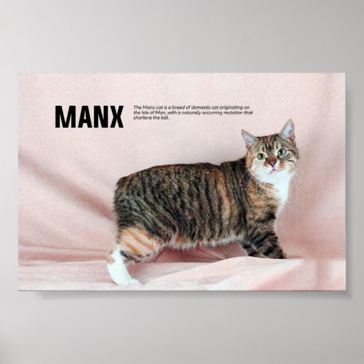 Manx Cat Breed Poster (Voorkant)