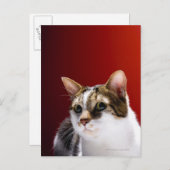 Manx cat briefkaart (Voorkant / Achterkant)