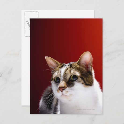 Manx cat briefkaart (Voorkant / Achterkant)