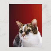 Manx cat briefkaart (Voorkant)