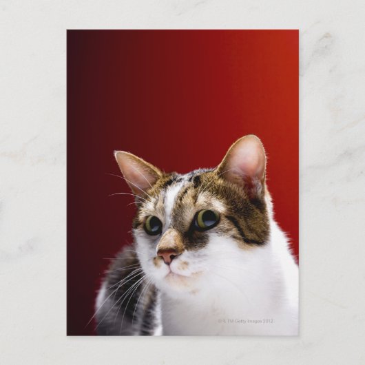 Manx cat briefkaart (Voorkant)