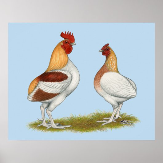 Manx Rumpies Poster (Voorkant)