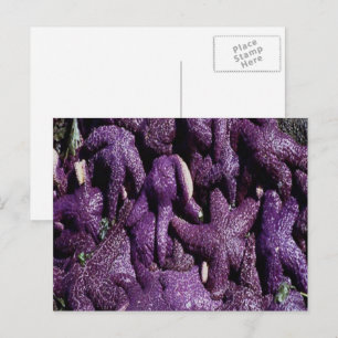 Many Purple Starfish Postcard Briefkaart