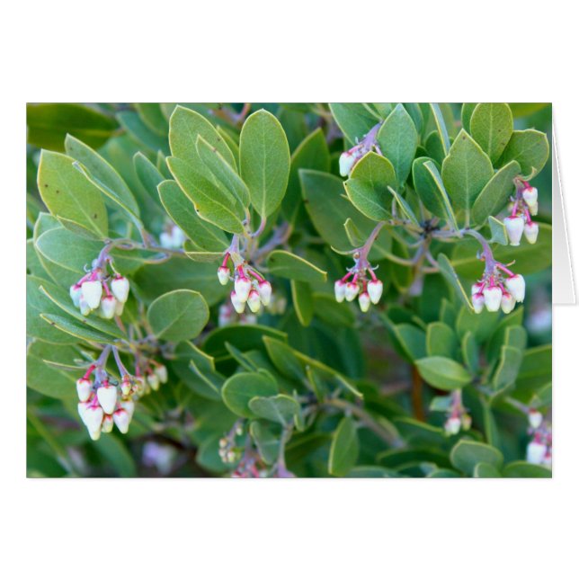 Manzanita bloemen (Voorkant Horizontaal)