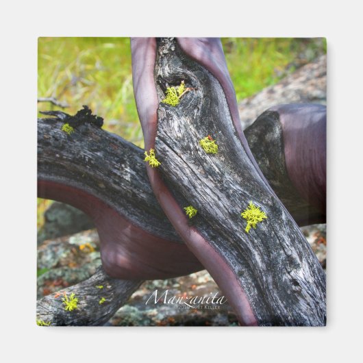 Manzanita Magnet (Voorkant)