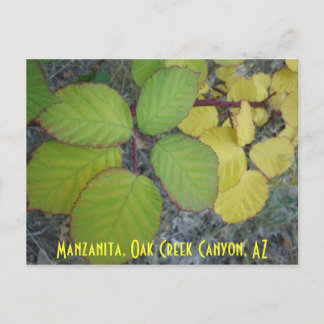 Manzanita, Oak Creek Canyon, AZ Briefkaart