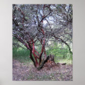 Manzanita Tree Poster (Voorkant)