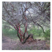 Manzanita Tree Tegeltje (Voorkant)