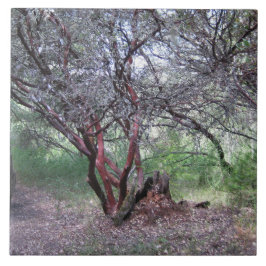 Manzanita Tree Tegeltje