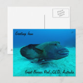Maori Wrasse op het Briefkaart van het Great Barri (Voorkant / Achterkant)