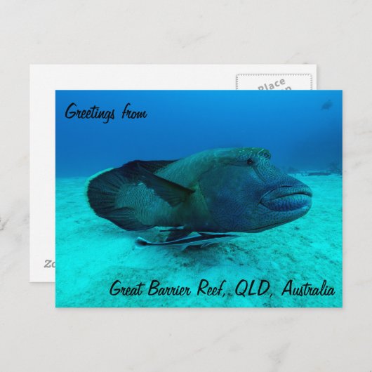 Maori Wrasse op het Briefkaart van het Great Barri (Voorkant / Achterkant)