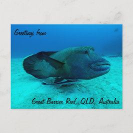 Maori Wrasse op het Briefkaart van het Great Barri