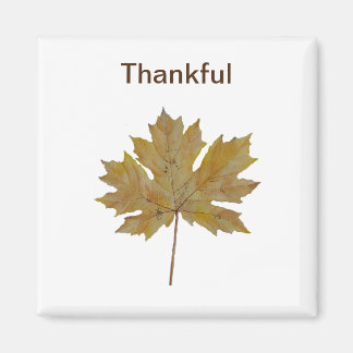 Mapelblad, bruine en goudtonen magneet