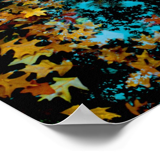 Mapelbladeren drijven op water poster (Hoek)