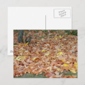 Mapelbladeren in de herfst briefkaart (Voorkant / Achterkant)