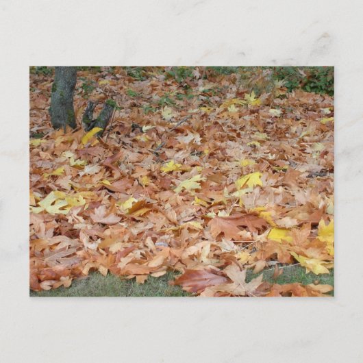 Mapelbladeren in de herfst briefkaart (Voorkant)
