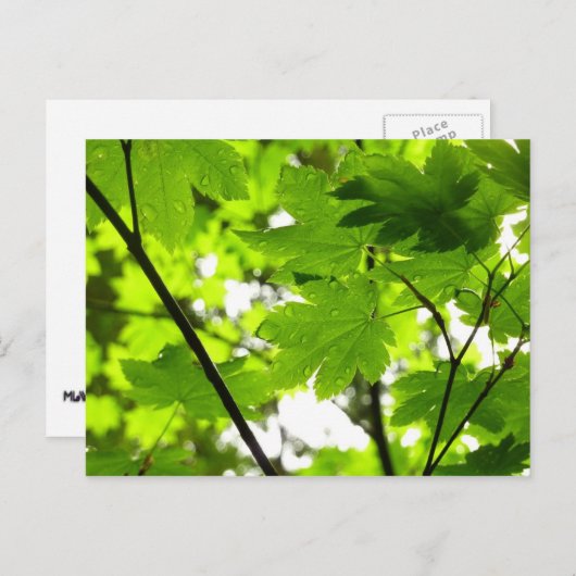 Mapelbladeren met regendruppels briefkaart (Voorkant / Achterkant)