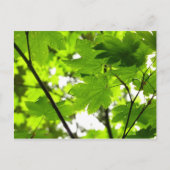 Mapelbladeren met regendruppels briefkaart (Voorkant)