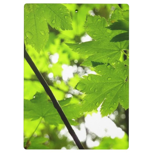 Mapelbladeren met regendruppels klembord (Achterkant)