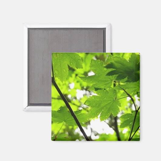 Mapelbladeren met regendruppels magneet (Voorkant / Achterkant)