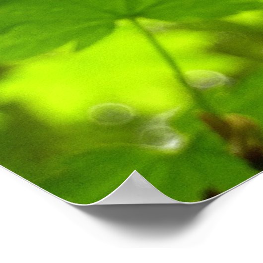 Mapelbladeren met regendruppels poster (Hoek)